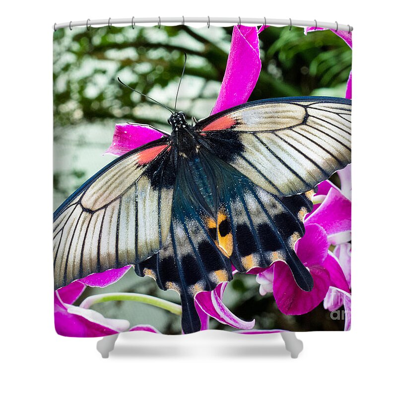 Asian Shower Curtain featuring the photograph Asian Swallowtail tropic butterfly sucking nectar by Stephan Pietzko