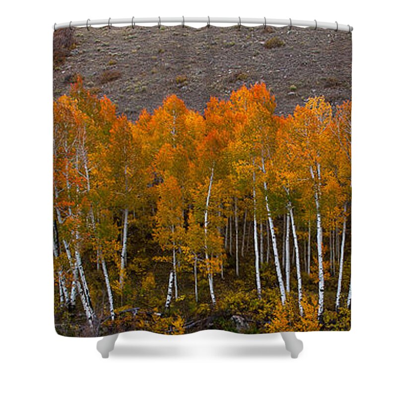 Nature Shower Curtain featuring the photograph Aspen Band by Steven Reed