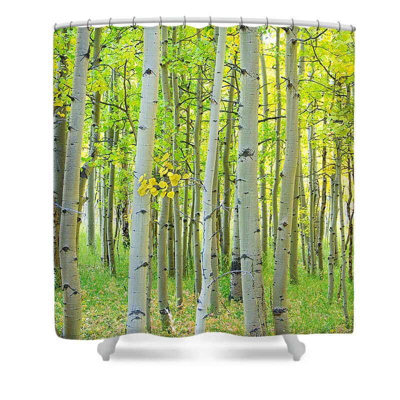 Aspens Shower Curtain featuring the photograph Aspen Tree Forest Autumn Time by James BO Insogna