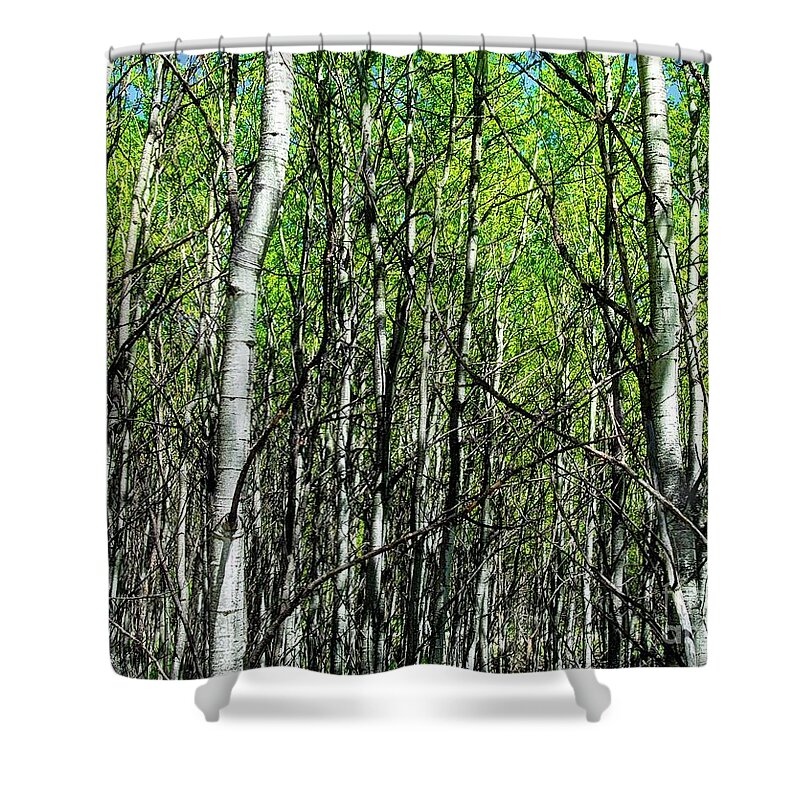 Aspen Shower Curtain featuring the photograph Aspen Trees by Anthony Wilkening