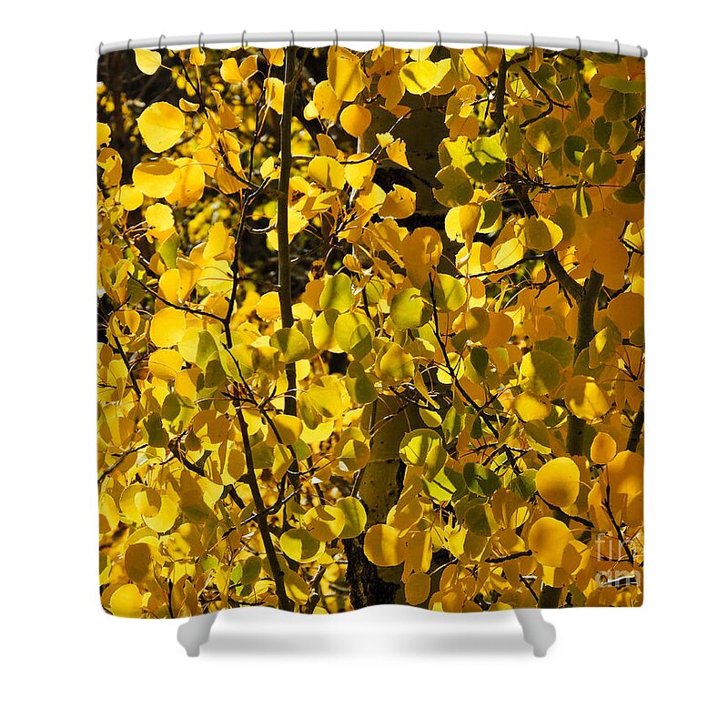 Aspen Leaves Shower Curtain featuring the pyrography Aspen Turn by L J Oakes