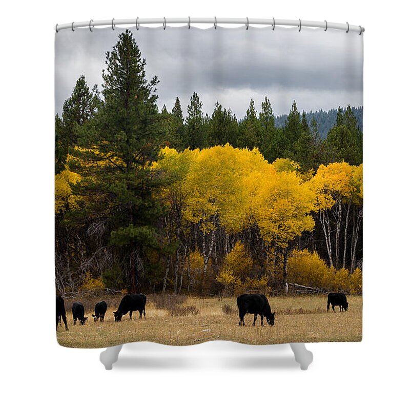 Aspens Shower Curtain featuring the photograph Aspens and Cows by Mick Anderson