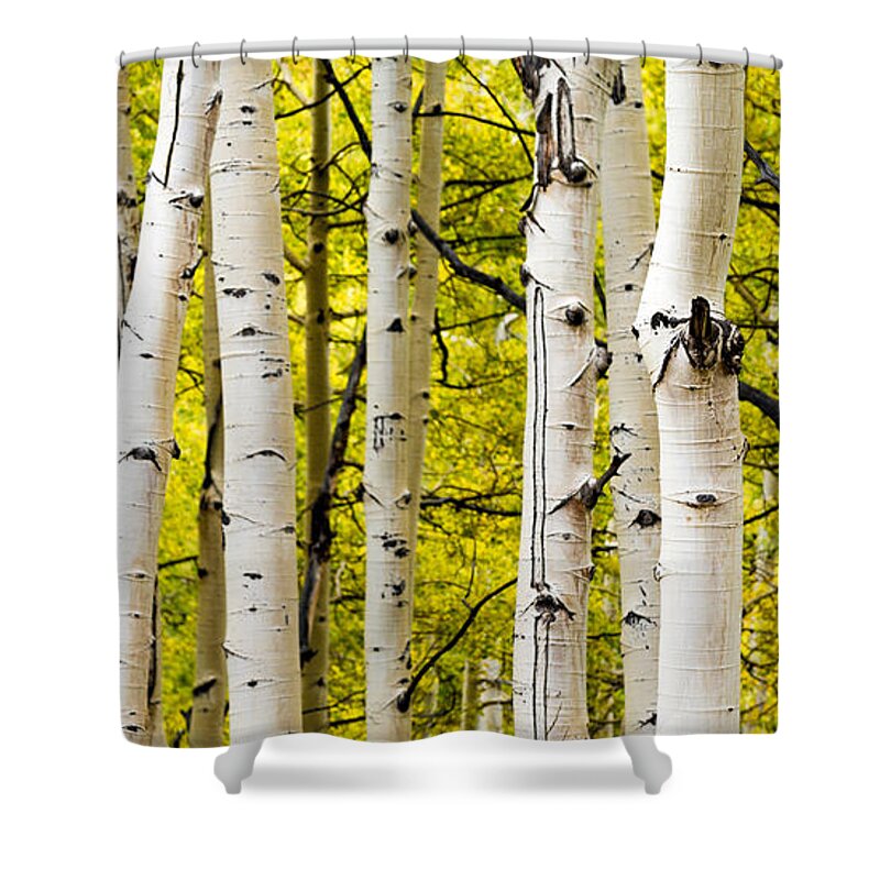 Aspen Shower Curtain featuring the photograph Aspens by Chad Dutson