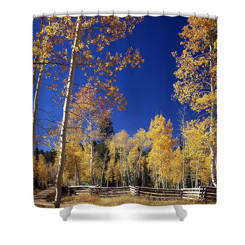Aspens Shower Curtain featuring the photograph Aspens in Fall - V by Ed Cooper Photography
