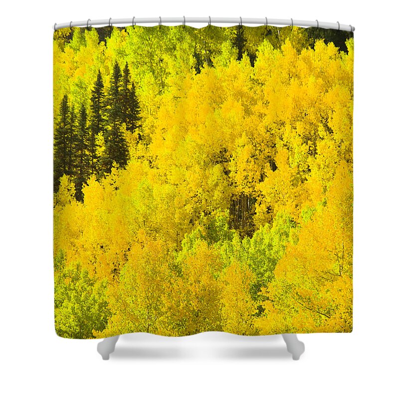 Season Shower Curtain featuring the photograph Aspens In Peak Fall Foliage by Donovan Reese