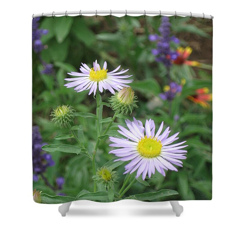 Asters Shower Curtain featuring the photograph Asters in close-up by Ron Monsour
