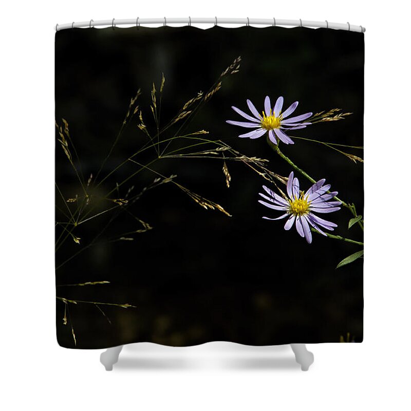 Asters Shower Curtain featuring the photograph Asters in Woodland Light by Michael Dougherty