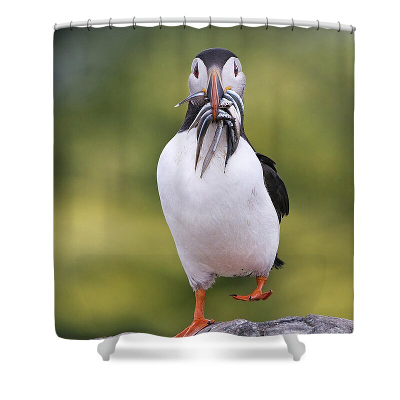 Franka Slothouber Shower Curtain featuring the photograph Atlantic Puffin Carrying Greater Sand by Franka Slothouber