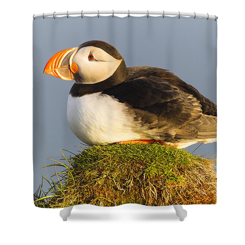 Nis Shower Curtain featuring the photograph Atlantic Puffin Iceland by Peer von Wahl