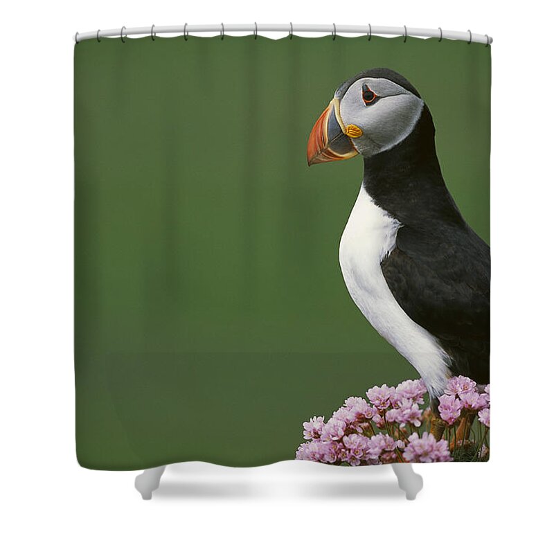 Feb0514 Shower Curtain featuring the photograph Atlantic Puffin On Cliff Shetland by Tui De Roy