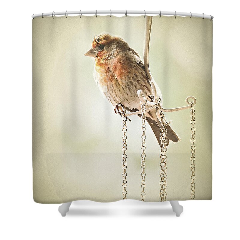 Birds Shower Curtain featuring the photograph Atticus by Parrish Todd
