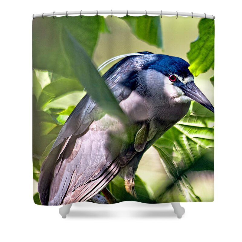 Hawaii Shower Curtain featuring the photograph Aukuu or Black crowned Night Heron by Dan McManus
