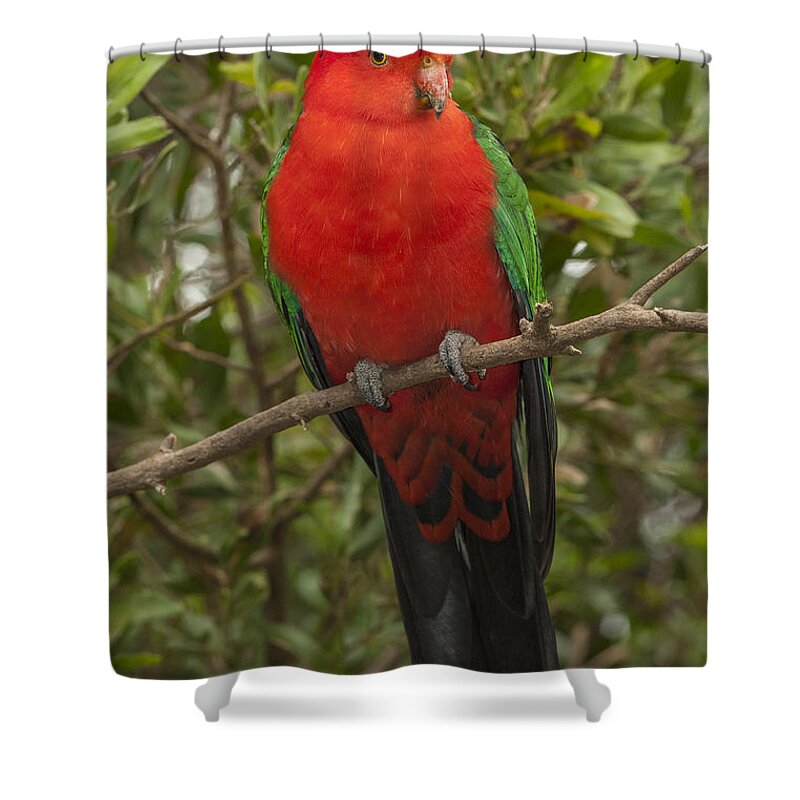 D. Parer E. Parer-cook Shower Curtain featuring the photograph Australian King Parrot Male Dandenong by D. Parer & E. Parer-Cook