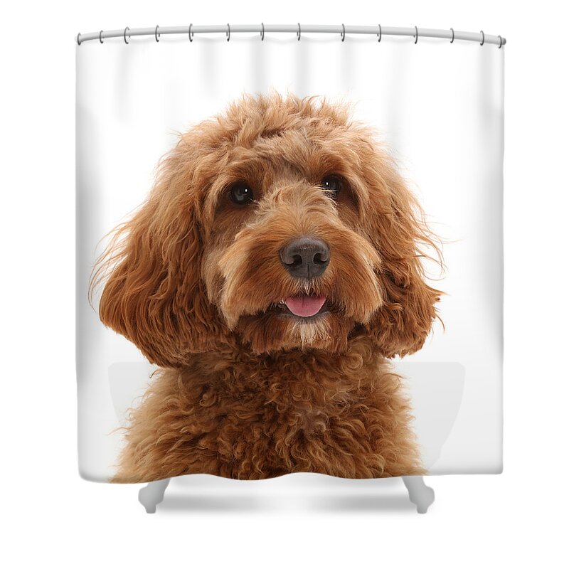 Animals Shower Curtain featuring the photograph Australian Labradoodle by Mark Taylor