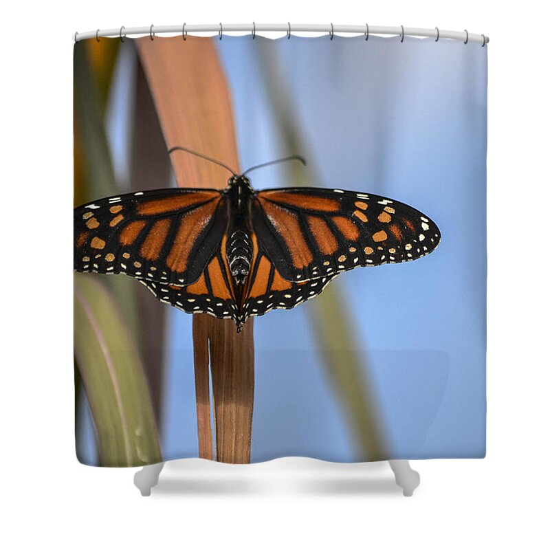 Butterfly- Viceroy-- On Pampas Grass- Limited Edition 2 Of 10 Butterfly On Grass- Autumn Colors- Butterfly In Blue- Bright Orange- Viceroy(art-photography Images By Rae Ann M. Garrett- Raeann Garrett) Shower Curtain featuring the photograph Autumn Beauty- limited edition 3 of 10 by Rae Ann M Garrett