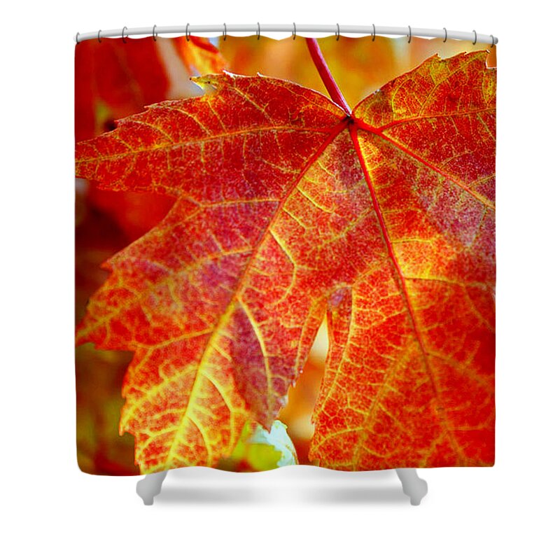 Autumn Shower Curtain featuring the photograph Autumn Blaze by Andrea Platt