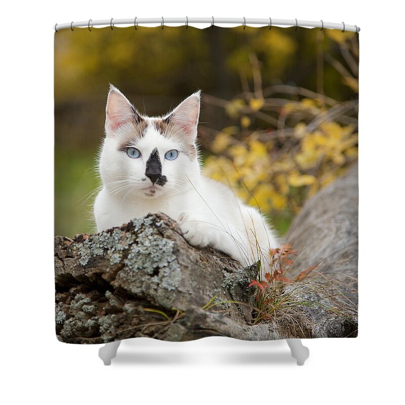 Autumn Shower Curtain featuring the photograph Autumn Cat by Theresa Tahara