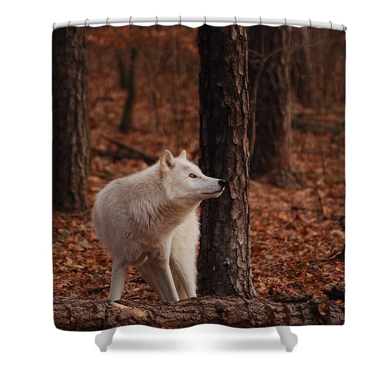 Wolf Shower Curtain featuring the photograph Autumn Gaze by Lori Tambakis