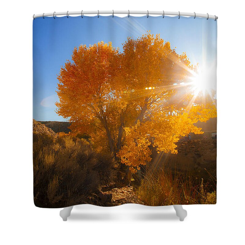 Autumn Tree Shower Curtain featuring the photograph Autumn Golden Birch Tree in The Sun Fine Art Photograph Print by Jerry Cowart