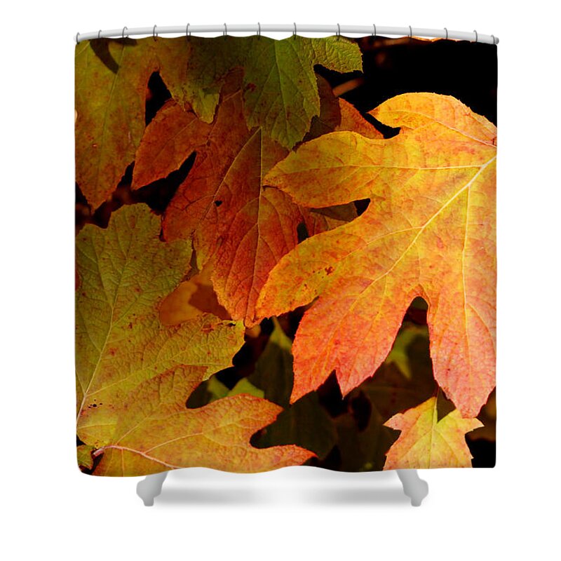 Autumn Shower Curtain featuring the photograph Autumn Hues by Living Color Photography Lorraine Lynch