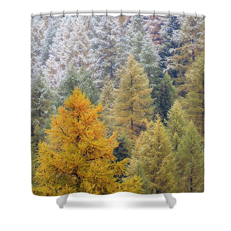 Heike Odermatt Shower Curtain featuring the photograph Autumn Larch Forest, Alps Switzerland by Heike Odermatt