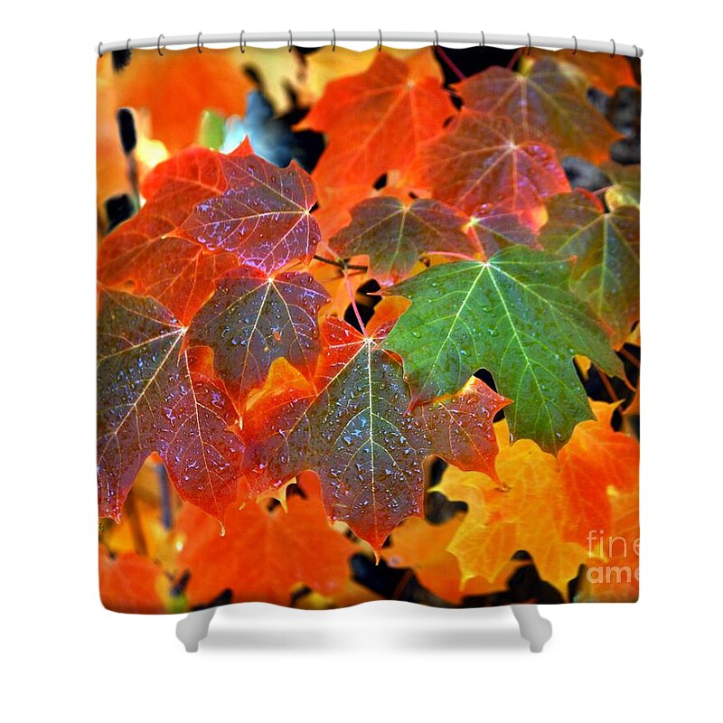 Autumn Leaf Progression Shower Curtain featuring the photograph Autumn Leaf Progression by Patrick Witz