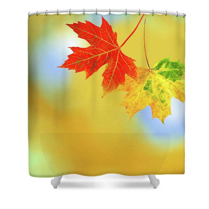 Fragility Shower Curtain featuring the photograph Autumn Leaves by Sashahaltam
