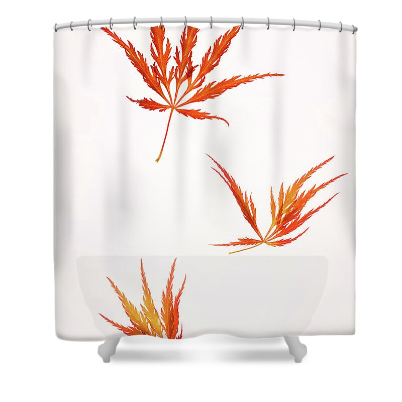 Haslemere Shower Curtain featuring the photograph Autumn Maple Leaves Falling, On White by Rosemary Calvert