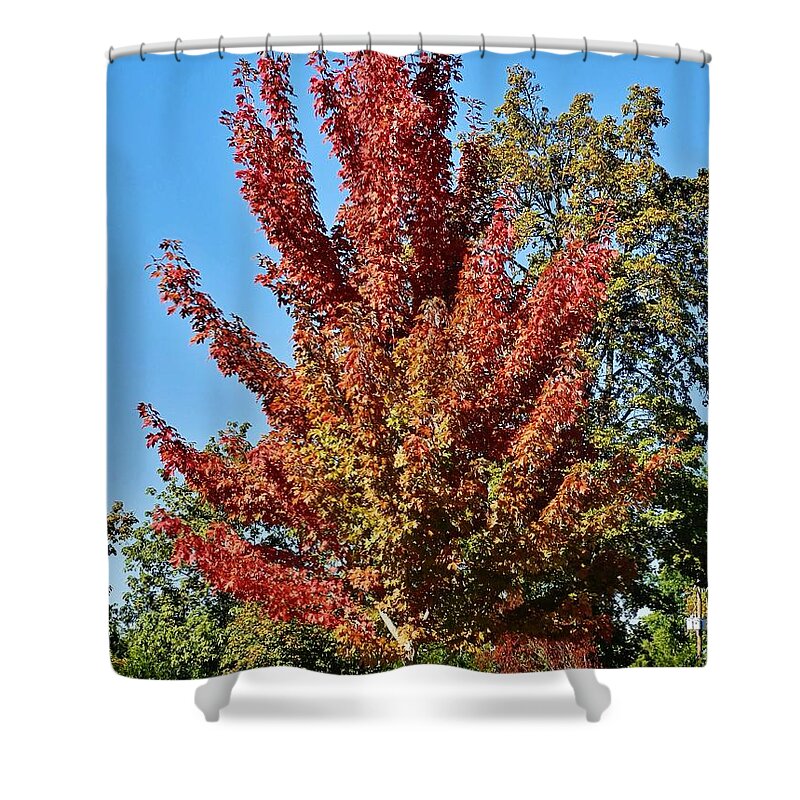 Tree Shower Curtain featuring the photograph Autumn Maple by VLee Watson