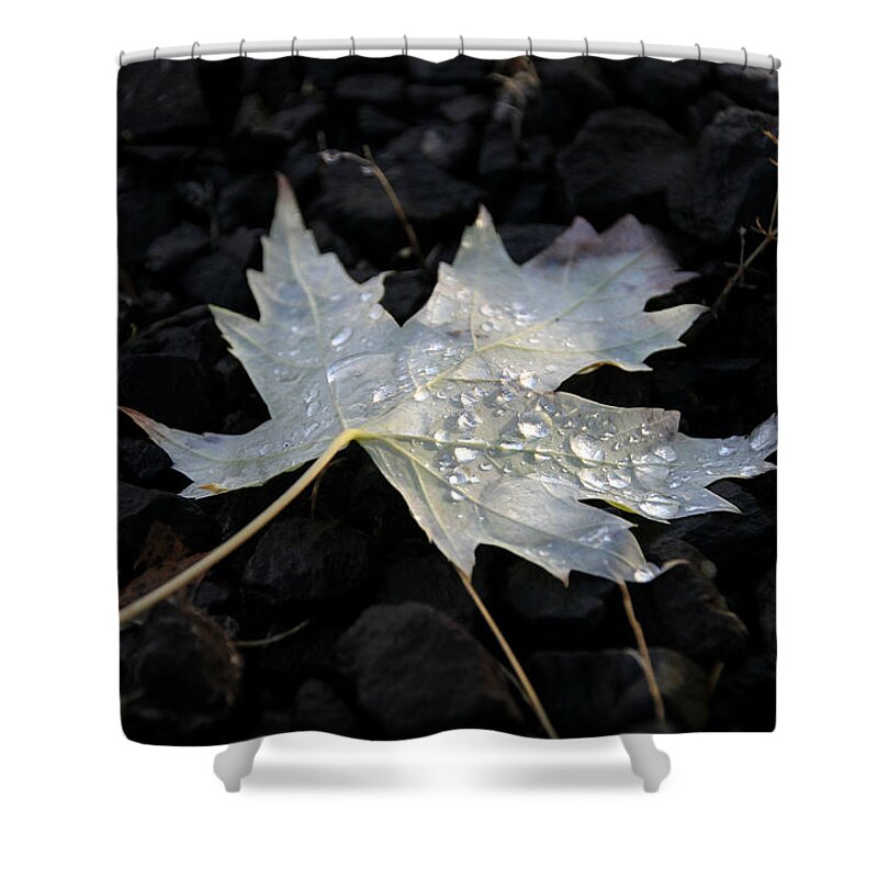 Backgrounds Shower Curtain featuring the photograph Autumn Rain by KATIE Vigil