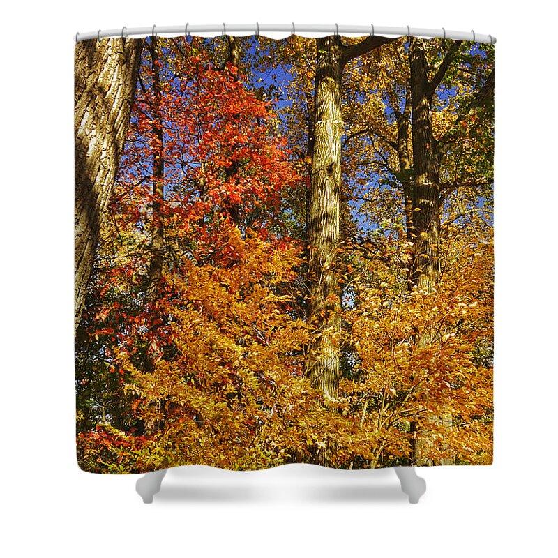 Autumn Shower Curtain featuring the photograph Autumn Trees by Kathi Isserman