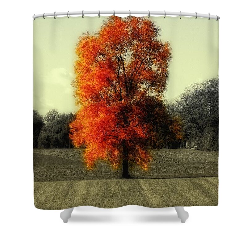 Oak Shower Curtain featuring the photograph Autumn's Living Tree by Sharon Woerner