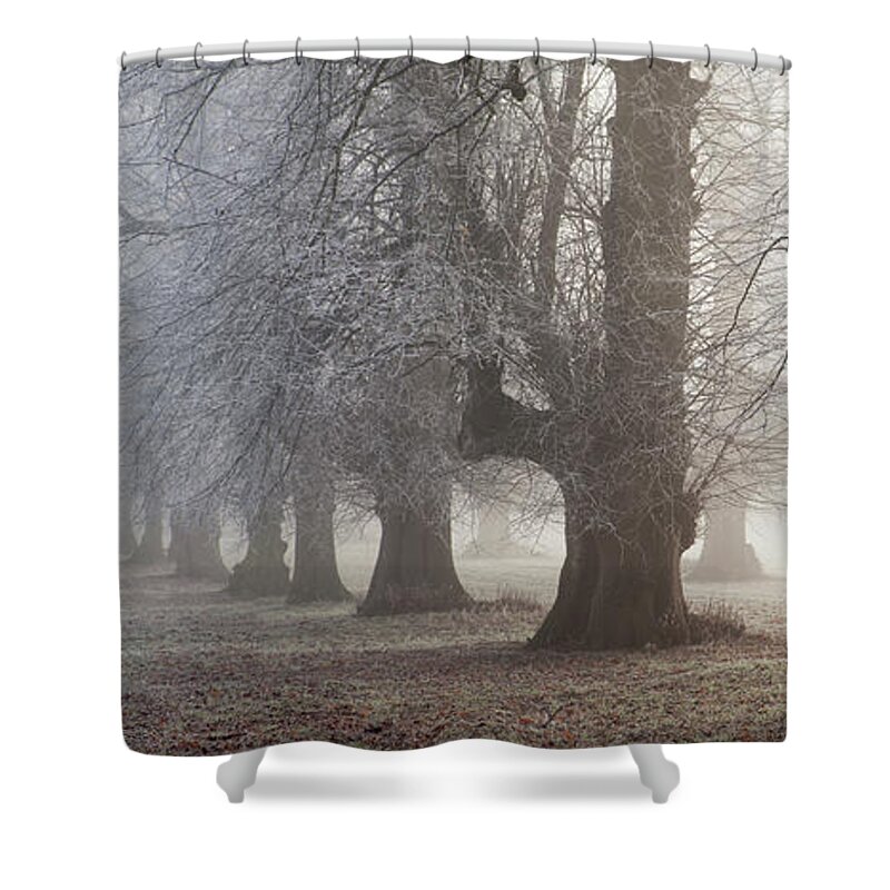 Scenics Shower Curtain featuring the photograph Avenue Of Trees, Misty Dawn by Travelpix Ltd