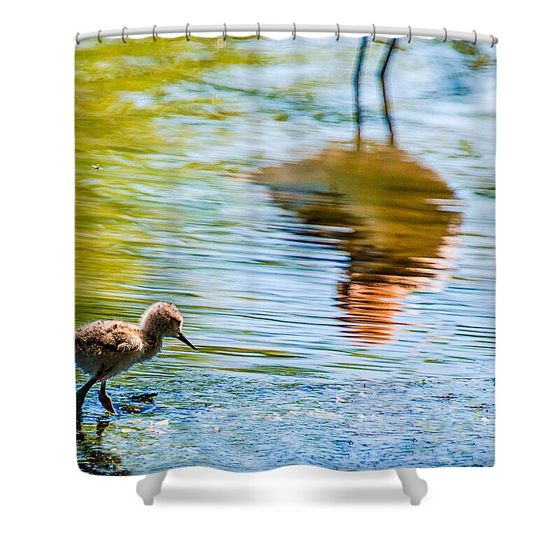  Shower Curtain featuring the photograph Avocet chick in Mother's Reflection by Dawn Key