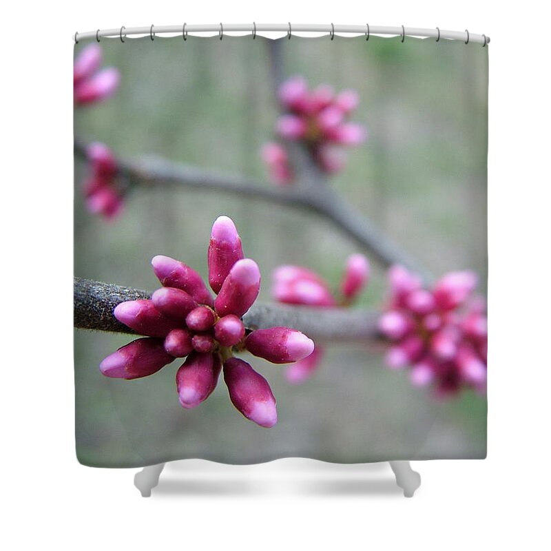 Tree Bud Shower Curtain featuring the photograph Awakening Bloom by Kathy Churchman