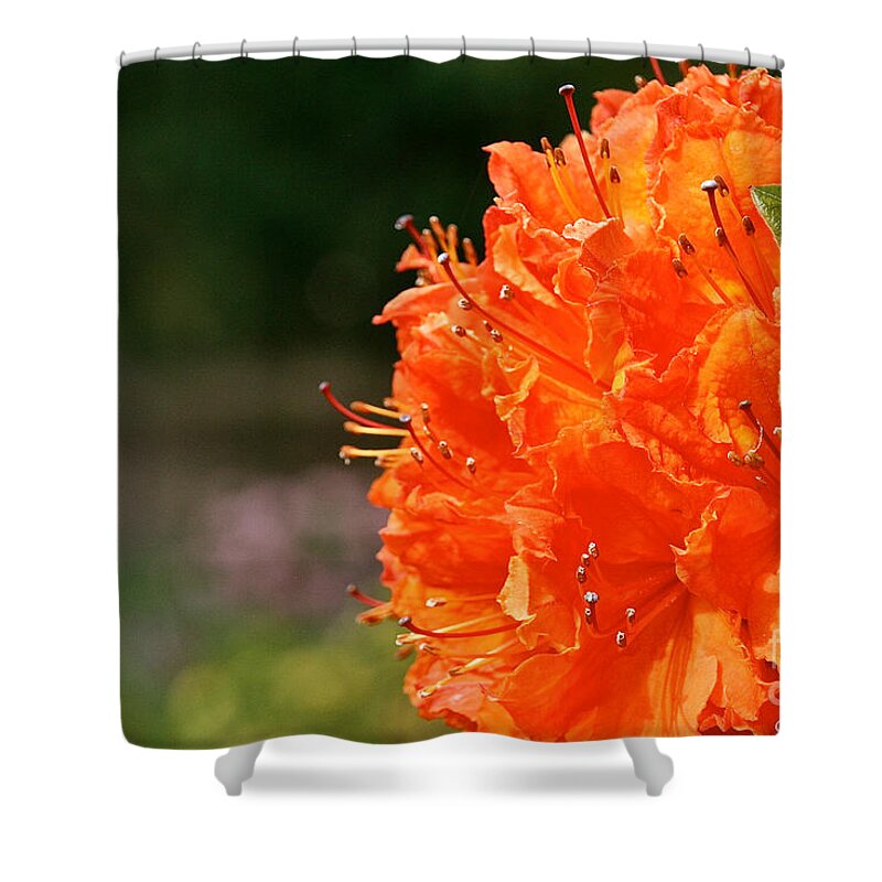 Flower Shower Curtain featuring the photograph Azalea Profile by Susan Herber