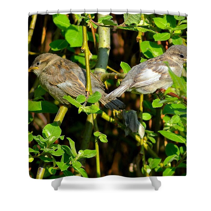 Scared Shower Curtain featuring the photograph Babies Afraid to Fly by Frozen in Time Fine Art Photography