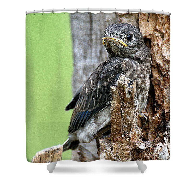 Animal Shower Curtain featuring the photograph Baby Bluebird by William Selander