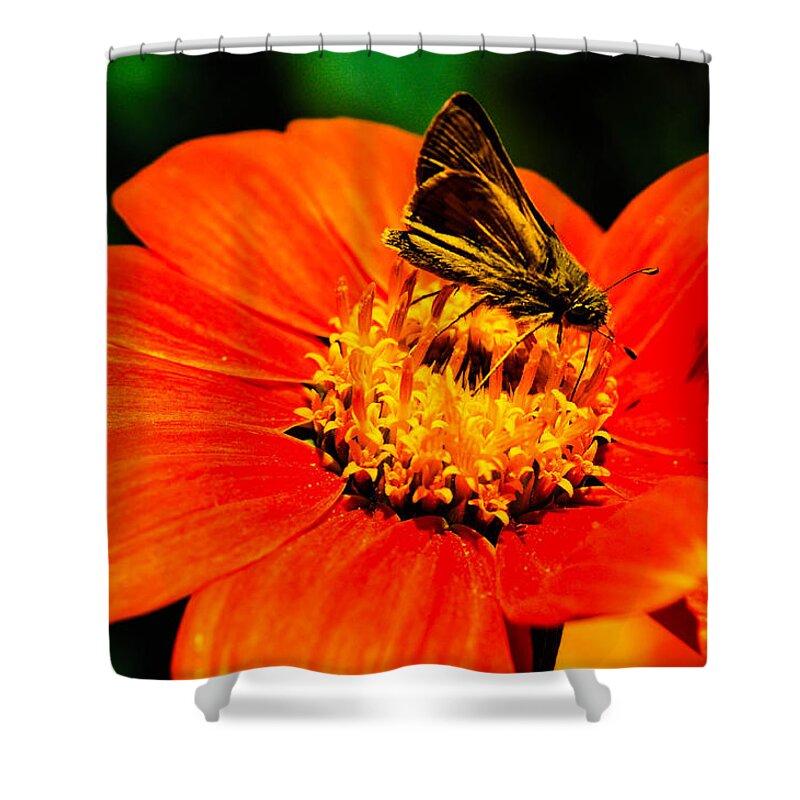  Shower Curtain featuring the photograph Baby butterfly by Gerald Kloss