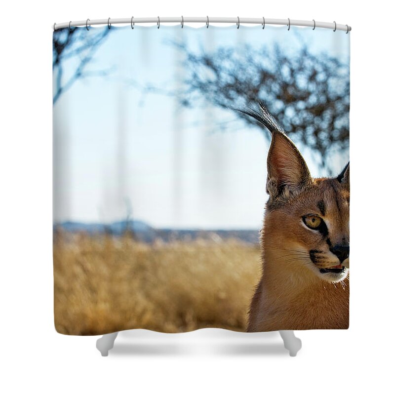 Animal Themes Shower Curtain featuring the photograph Baby Caracal African Lynx In Wildlife by Ignacio Palacios