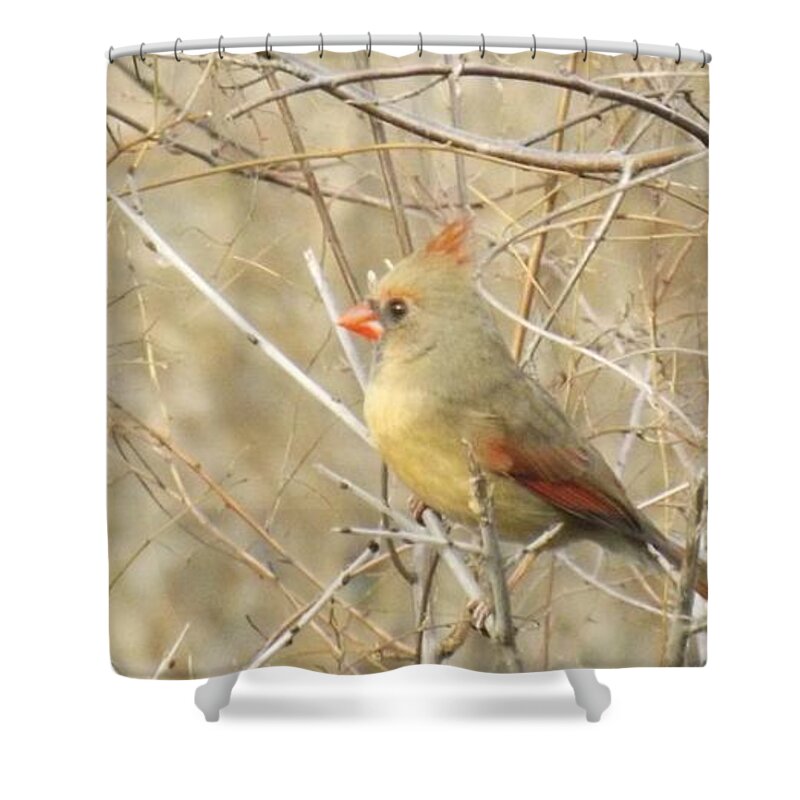 Bird Shower Curtain featuring the photograph Baby Female Cardinal by Brenda Brown