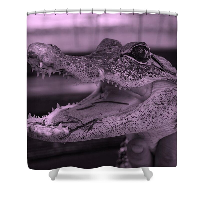 Alligator Shower Curtain featuring the photograph Baby Gator Pink by Rob Hans