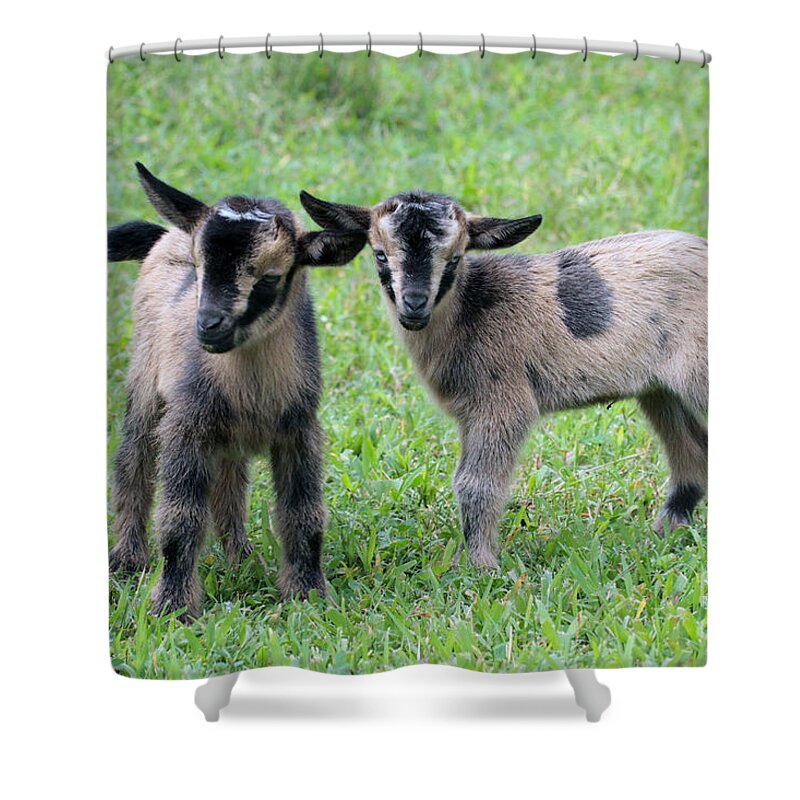 Baby Goats Shower Curtain featuring the photograph Baby Goats 4 of 8 by Dwight Cook
