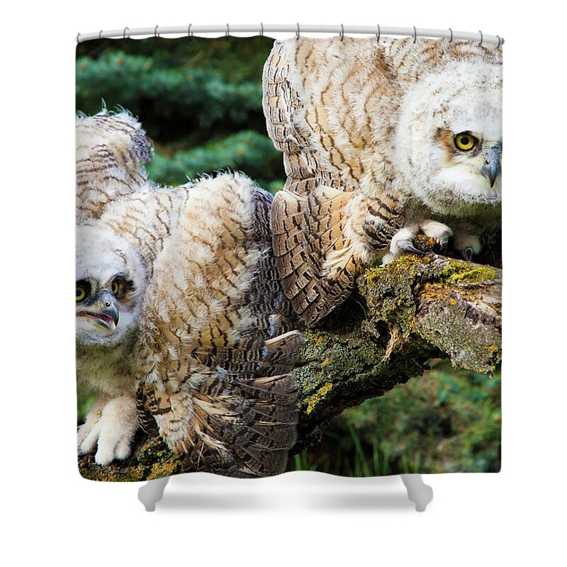 Animals In The Wild Shower Curtain featuring the photograph Baby Great Horned Owls Bubo Virginianus by Steve Nagy / Design Pics