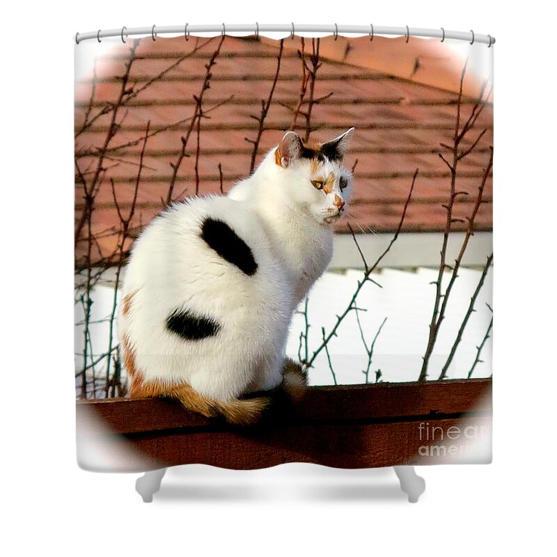 Calico Cat Shower Curtain featuring the photograph Baby its Cold Outside by Phyllis Kaltenbach