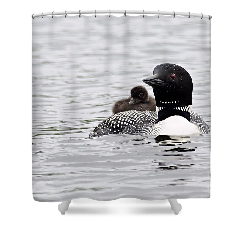 Photography Shower Curtain featuring the photograph Baby on Board by Larry Ricker