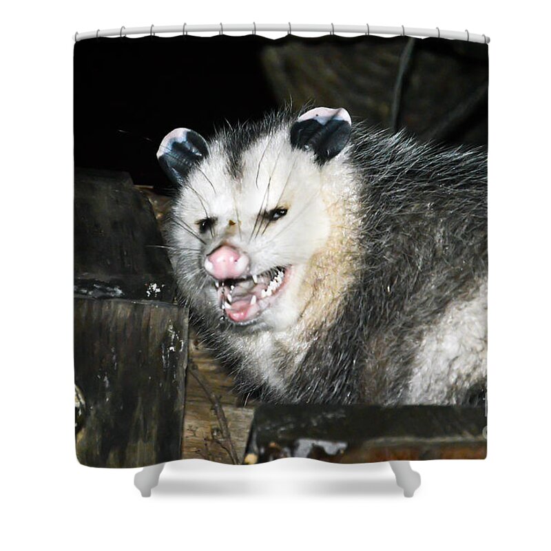 Baby Opossum Shower Curtain featuring the photograph Baby opossum by PatriZio M Busnel