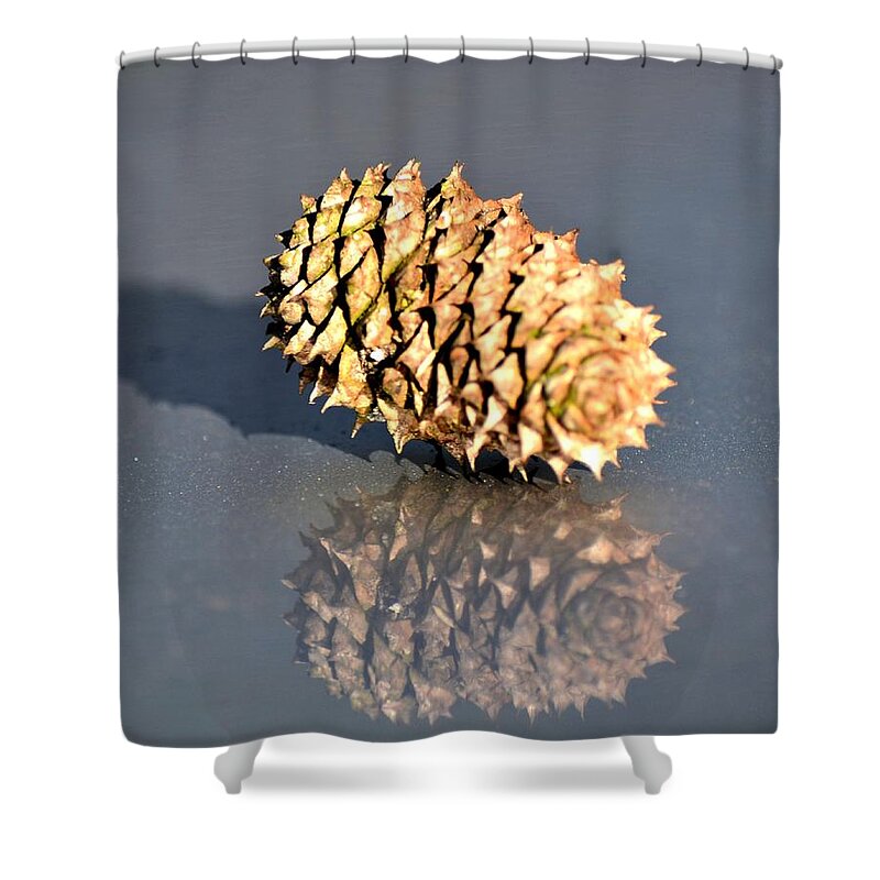 Baby Pine Cone Shower Curtain featuring the photograph Baby Pine Cone by Maria Urso