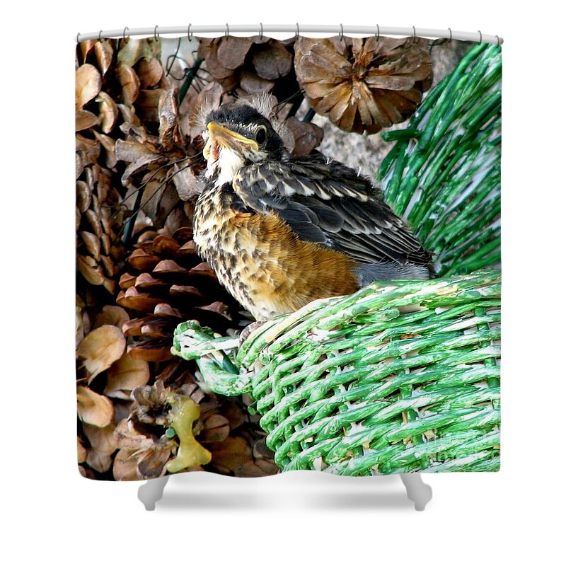 Robin Shower Curtain featuring the photograph Baby Robin about to leave the nest by Rose Santuci-Sofranko