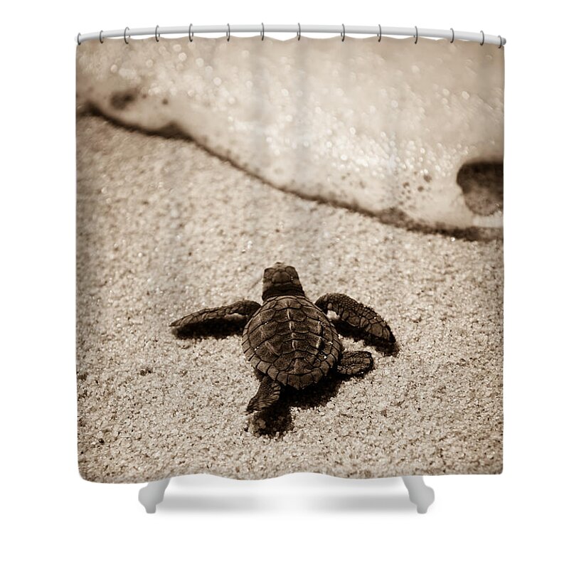 Baby Loggerhead Shower Curtain featuring the photograph Baby Sea Turtle by Sebastian Musial
